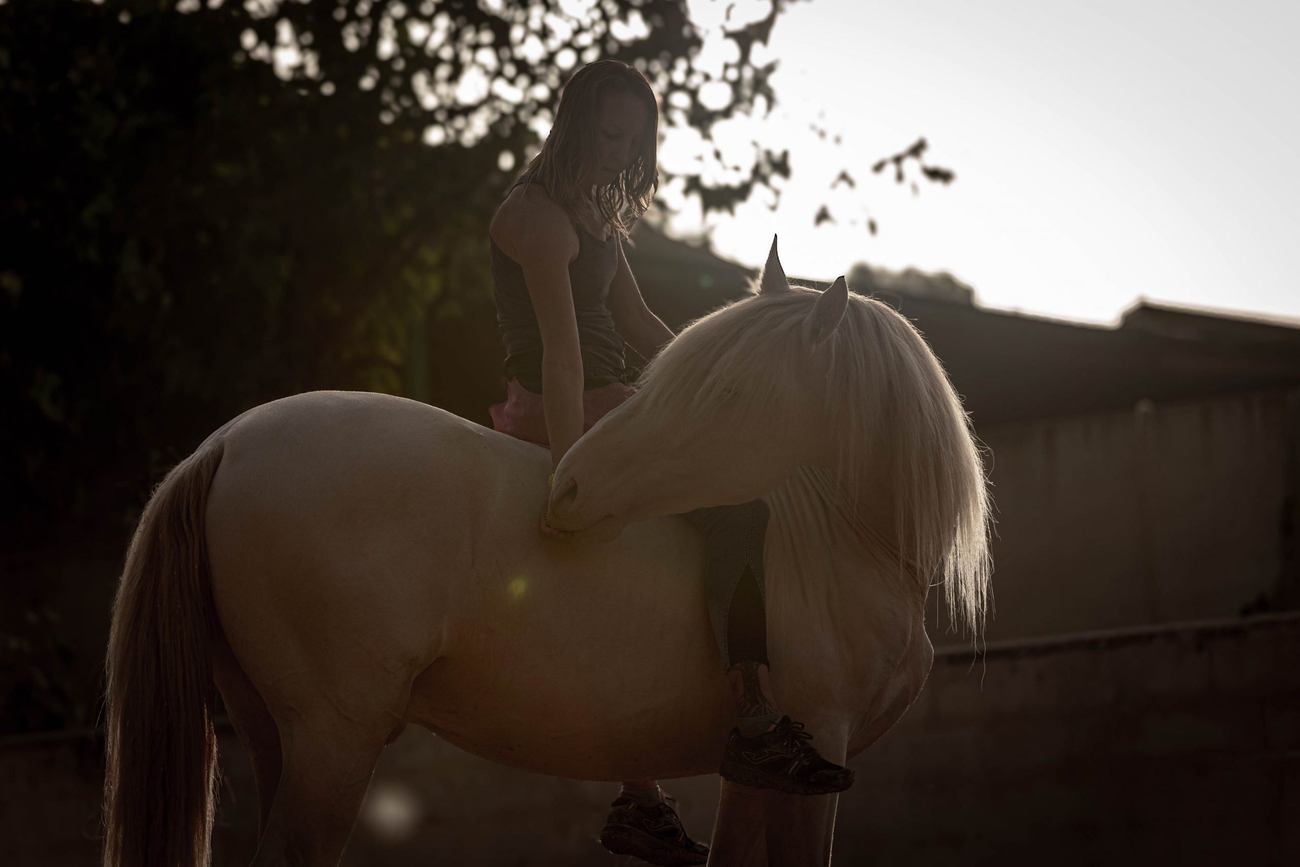 Caballos jóvenes en proceso de formación