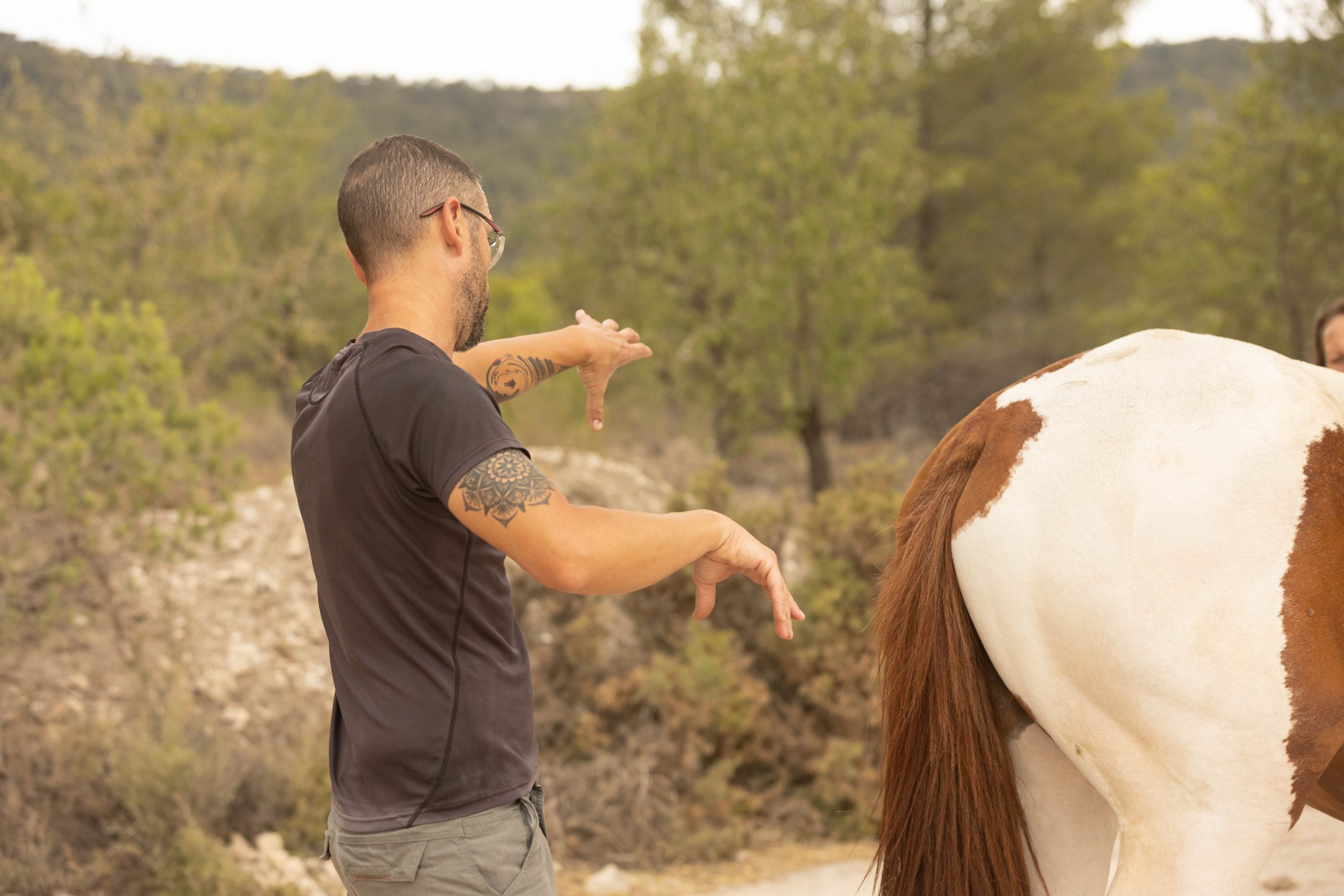 Evaluación osteopática equina observando el movimiento del caballo