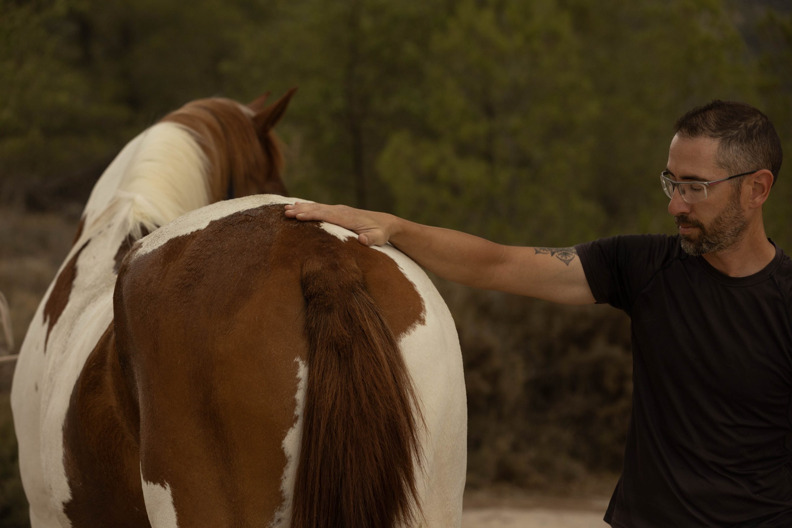 Osteopatía equina: evaluación y tratamiento