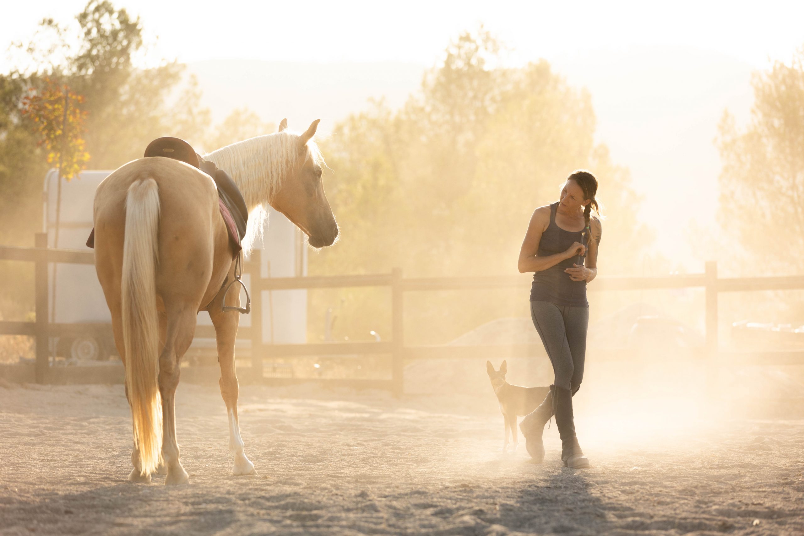 Caballo y proceso de entrenamiento consciente