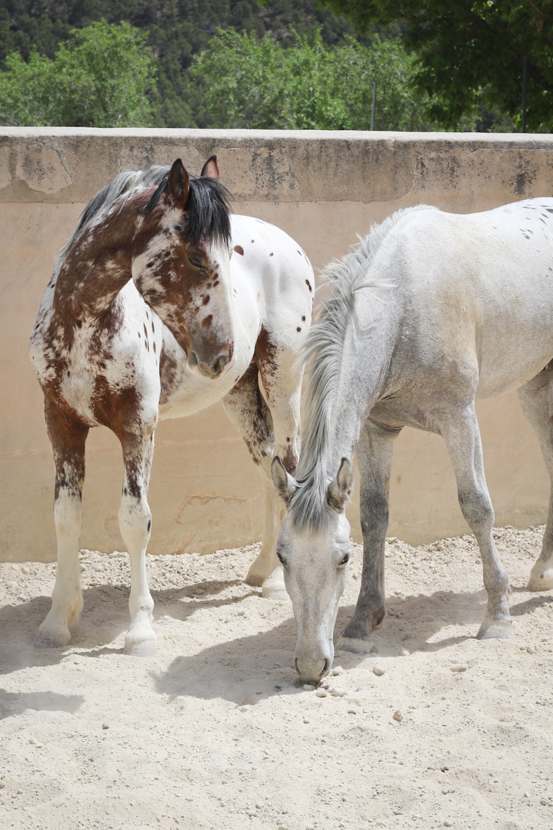 Appaloosa · Vendido