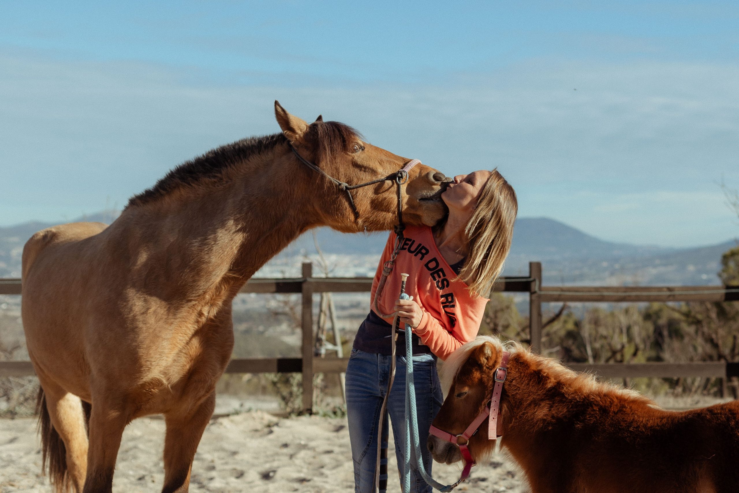 Trabajo pie a tierra para construir confianza y conexión con el caballo