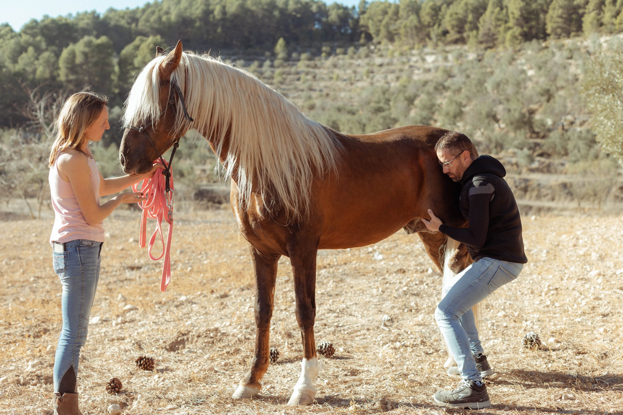 Sesión de osteopatía equina: tratamiento manual