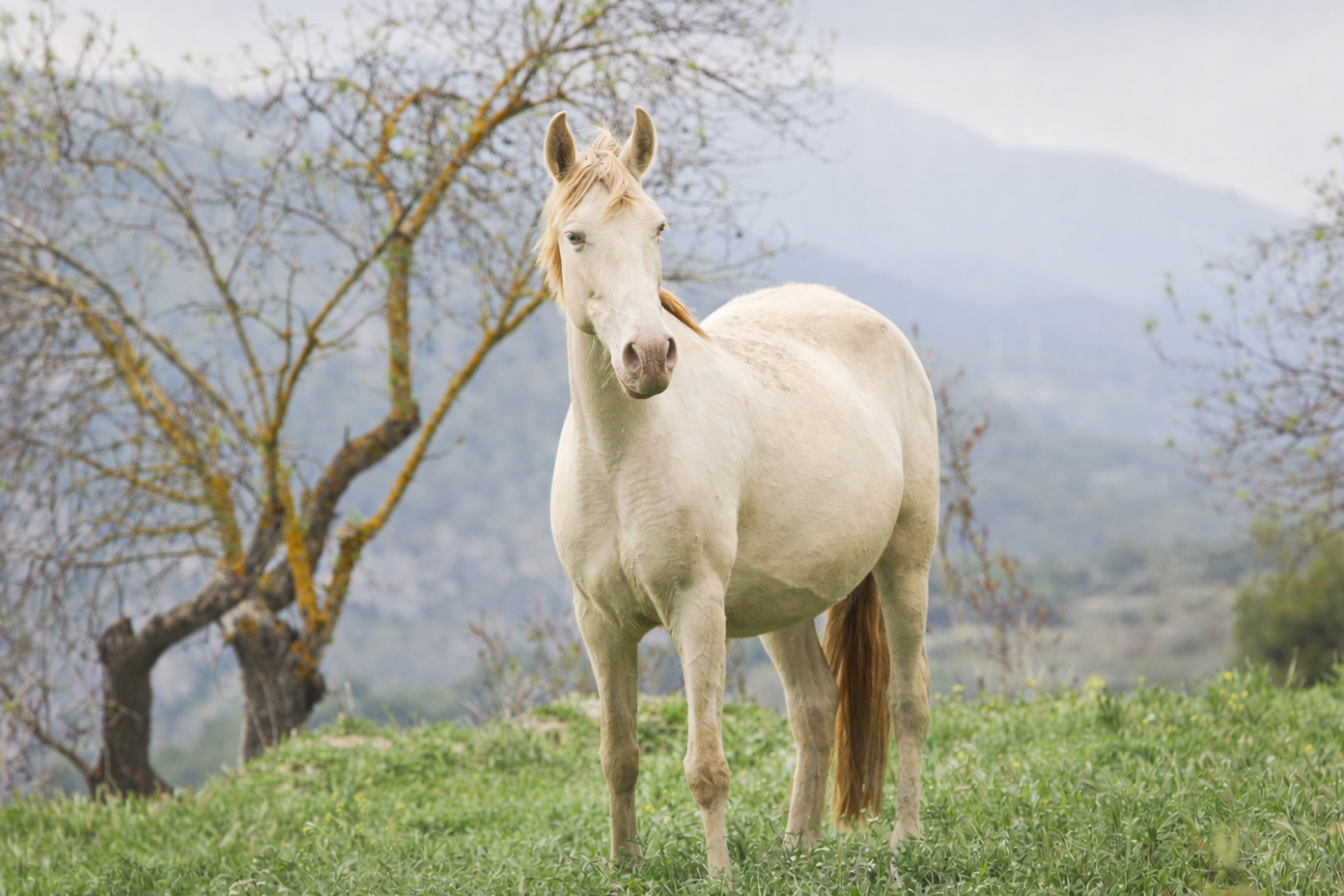 Salud y alimentación equina