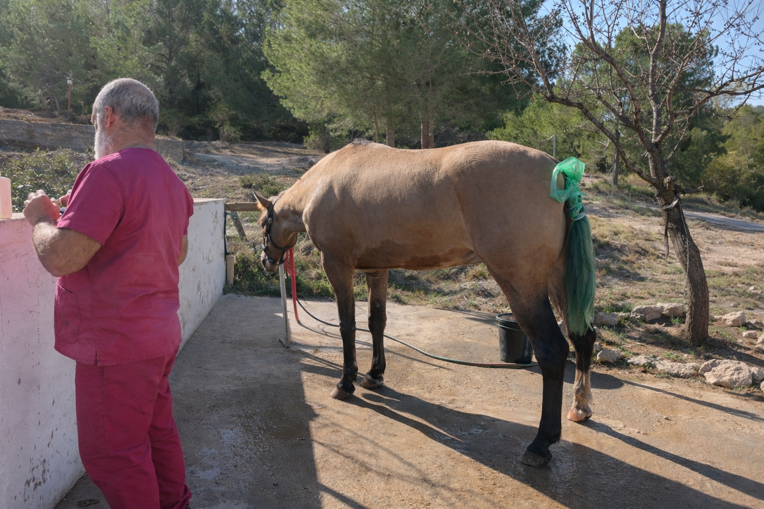 Caballo en paddock durante fase de recuperación y manejo postoperatorio