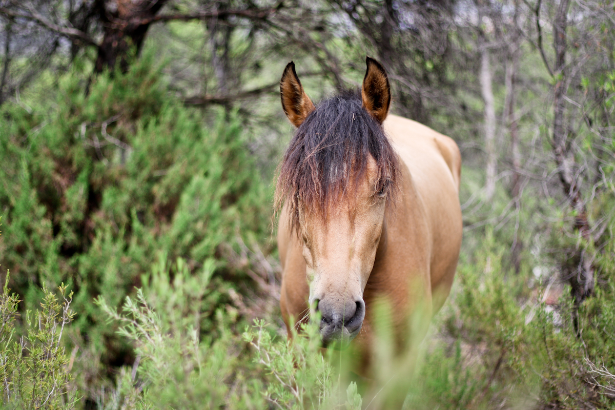 fotografía equina natural en la playa
