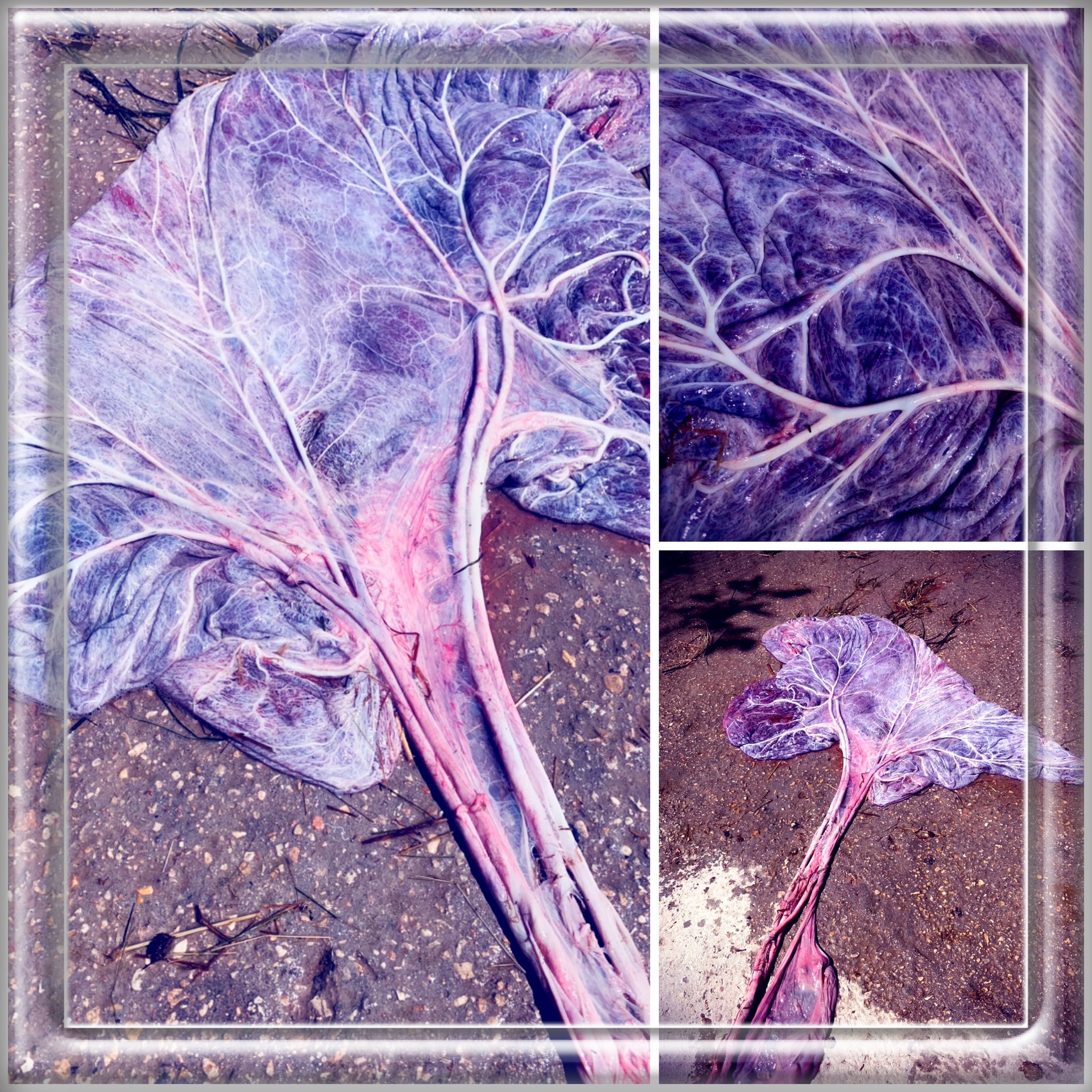 Placenta de yegua extendida mostrando forma similar a un árbol