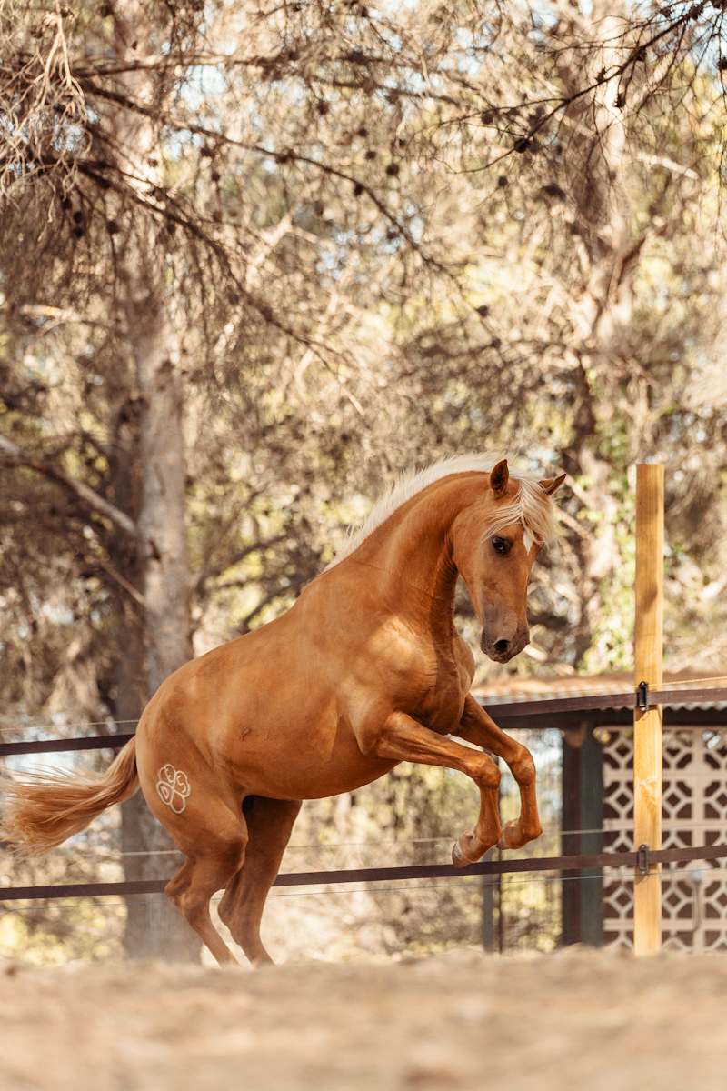 Isabela · foto principal