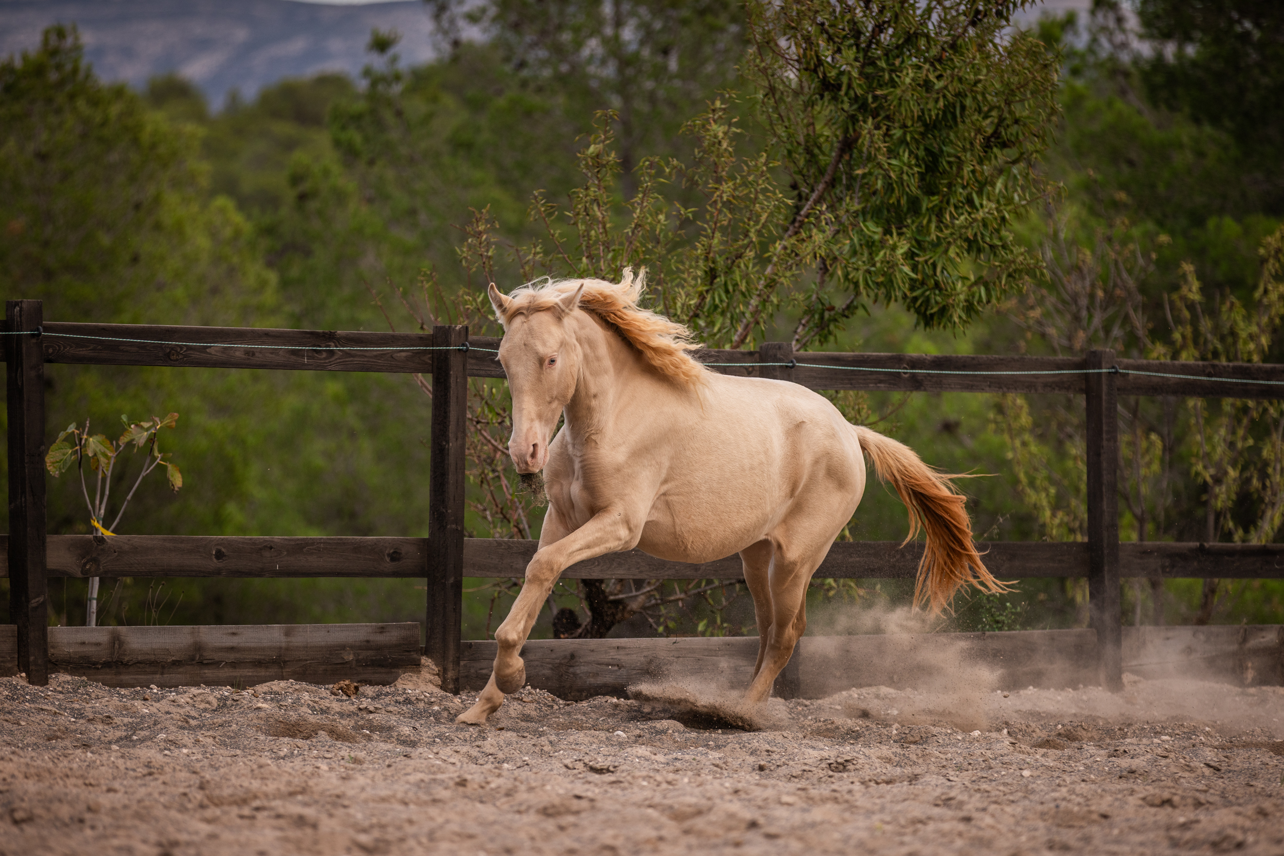Aquiles MAM · foto principal