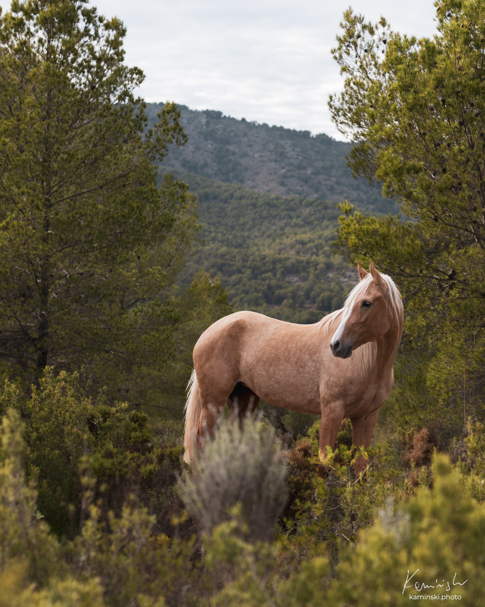 Kine Equus — encaje y coherencia