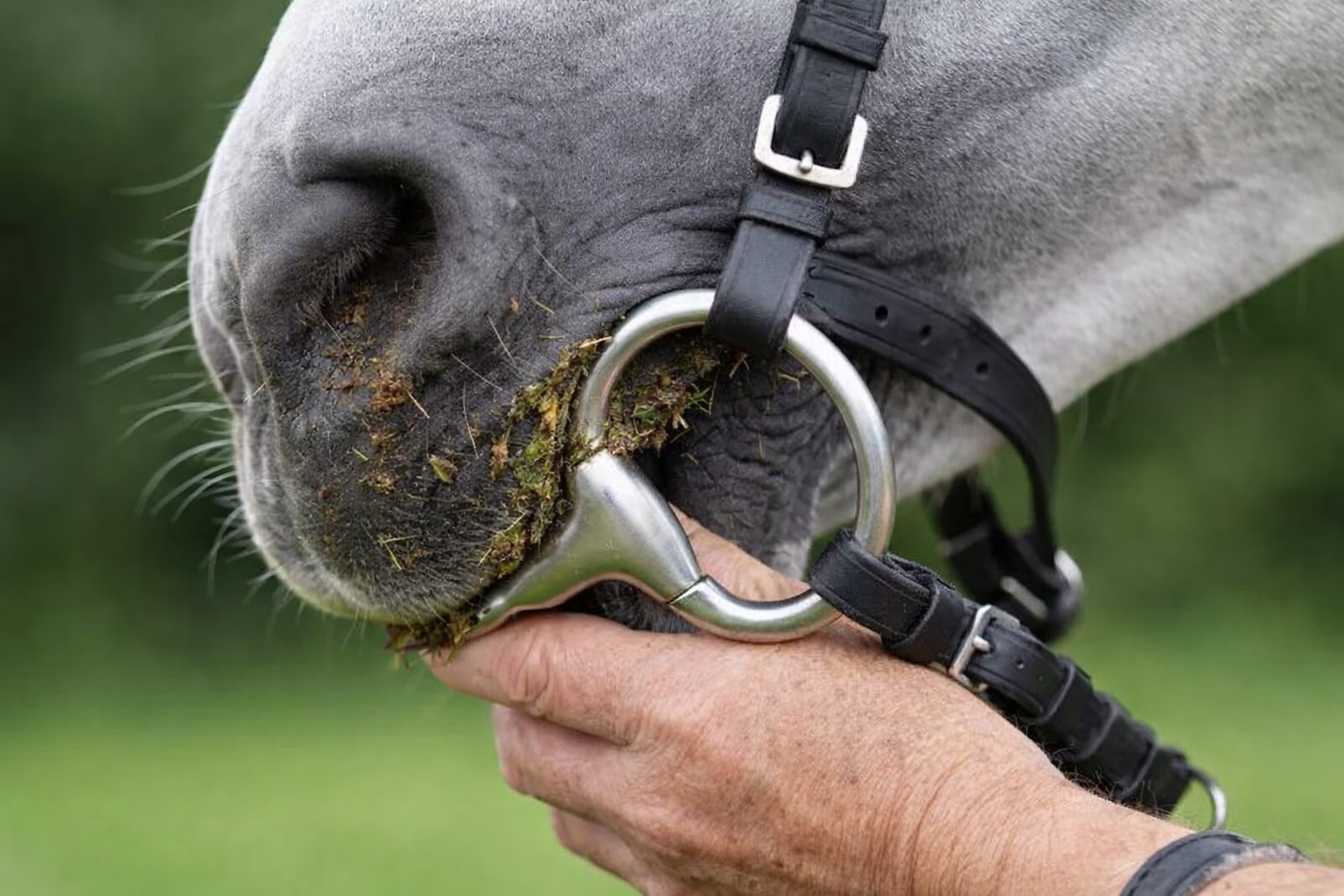 Primer plano del bocado metálico cerca de la boca del caballo, mostrando la zona de contacto y la importancia de la higiene.