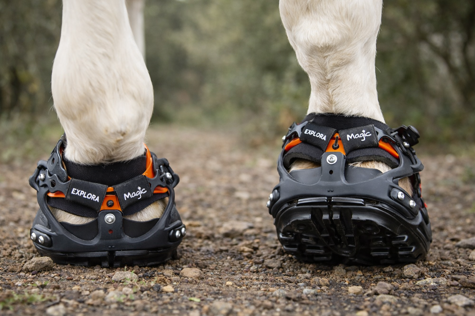 Botas para caballos descalzos durante la transición barefoot en suelos irregulares