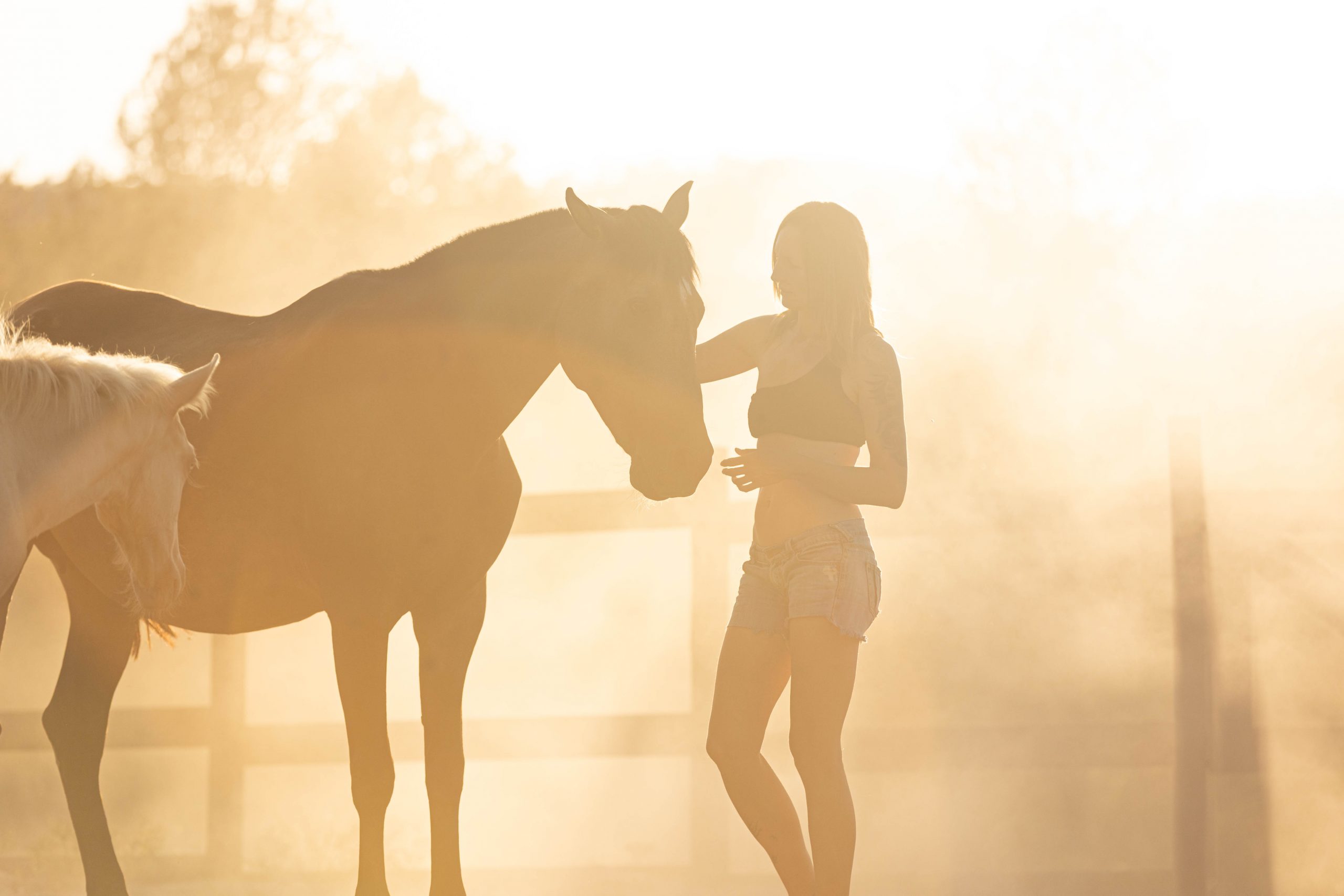 Caballo relajado trabajando en conexión desde el suelo