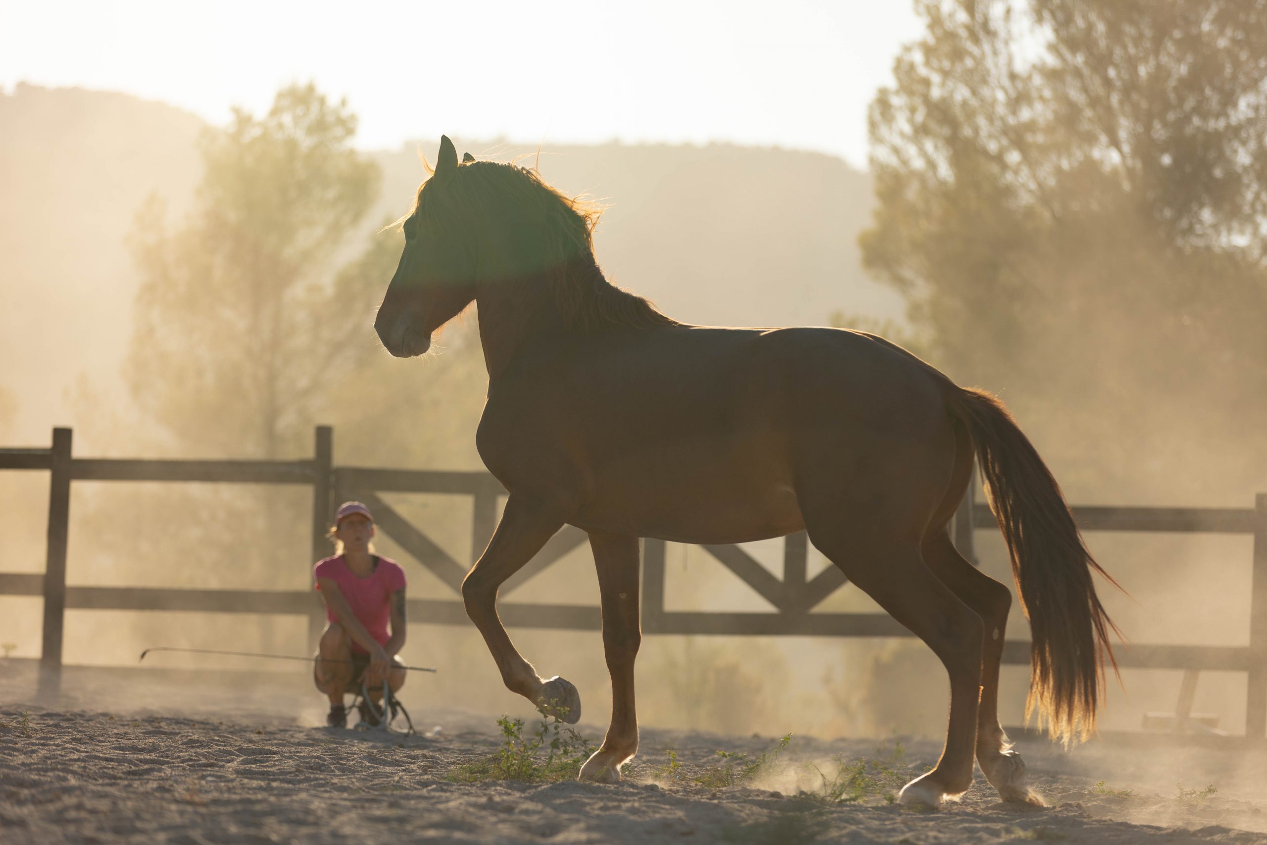 Caballos que muestran bloqueos físicos o resistencias emocionales