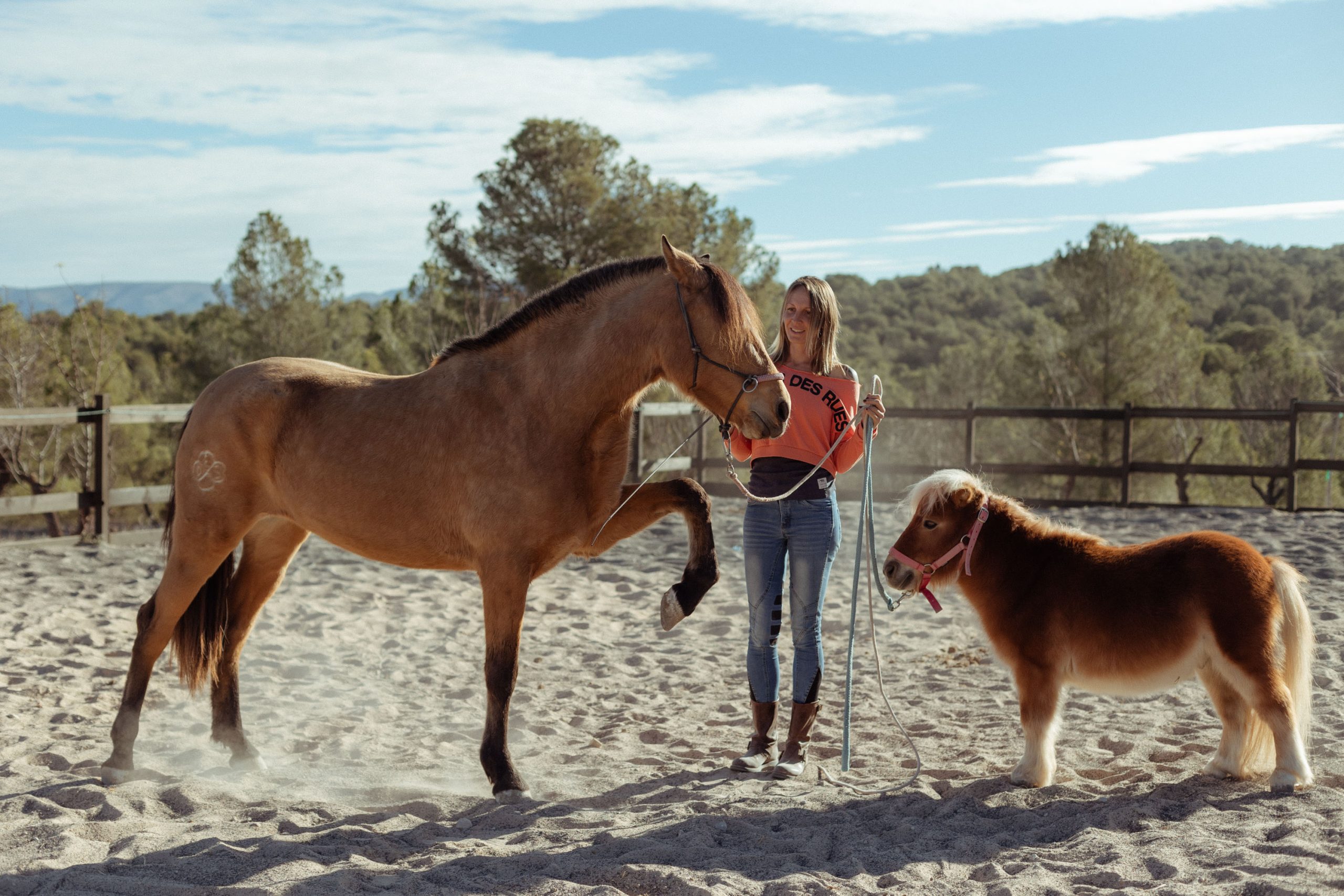 Caballo realizando un truco como parte del trabajo desde el suelo