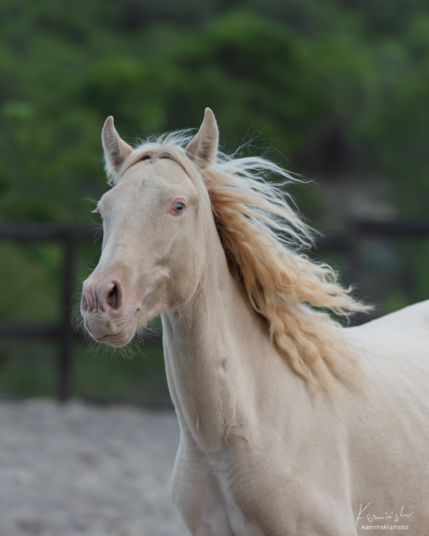 PRE colt · Perlino · 2 years old