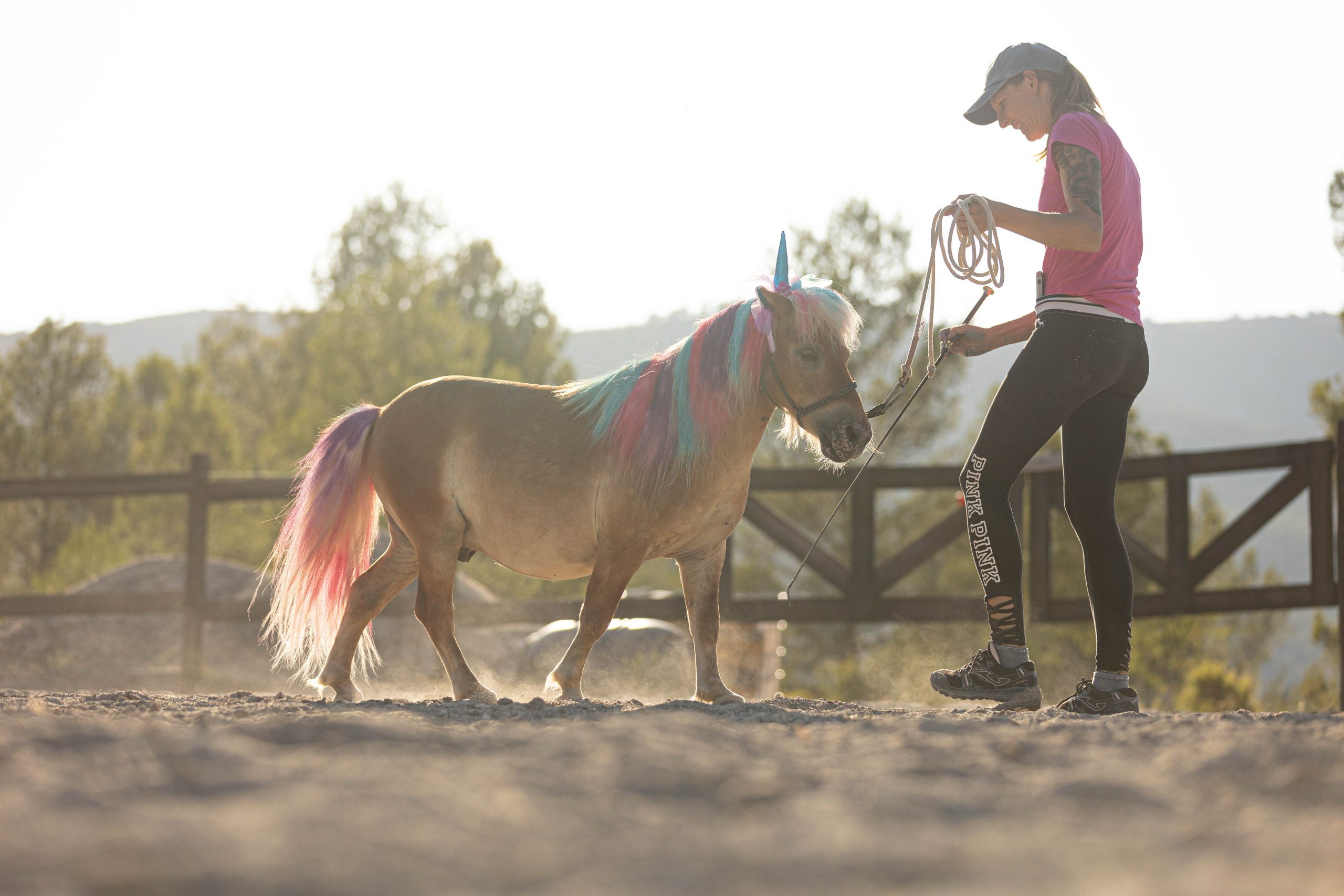 Pony aprendiendo ejercicio con conexión y comprensión desde el suelo