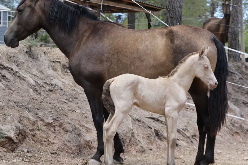 Mantecado · foto extra 2