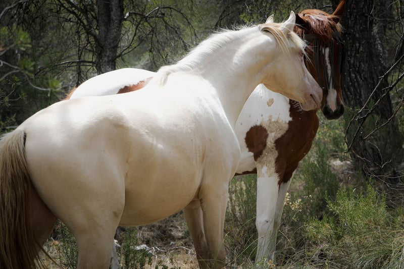 Mantecado · foto extra 3