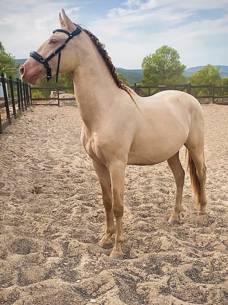 Mantecado · foto principal