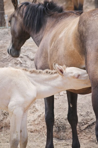Caballo comiendo heno de calidad