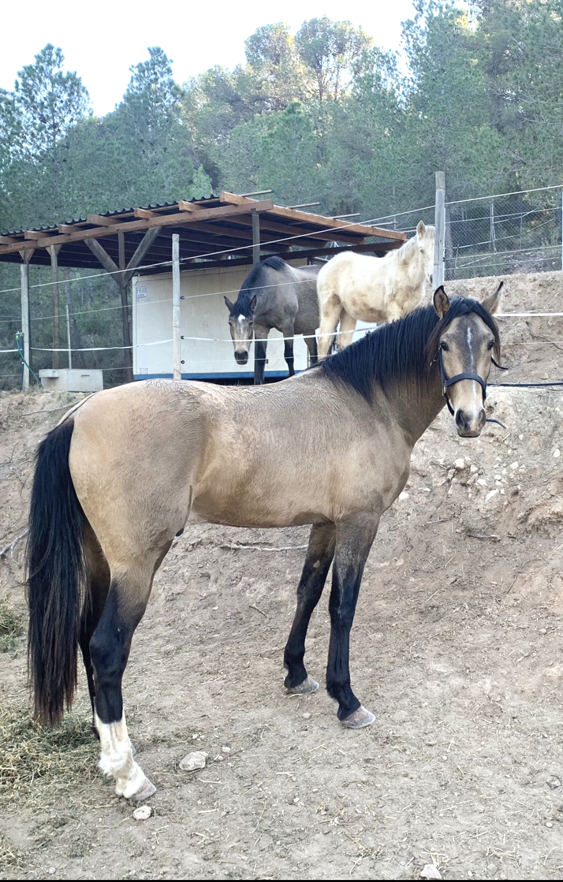 Relámpago · Vendido