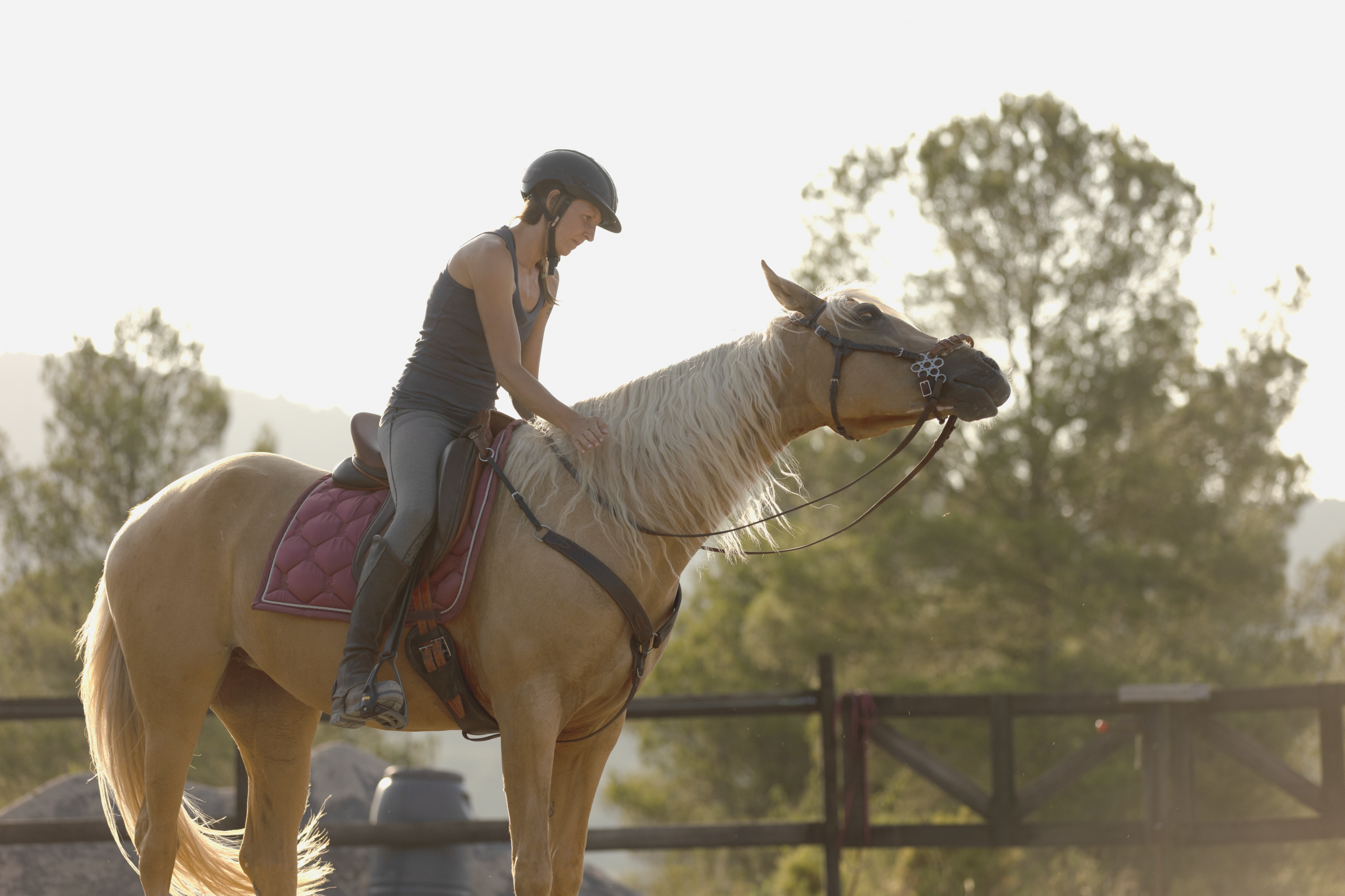 Caballo en observación: lectura de postura y movimiento