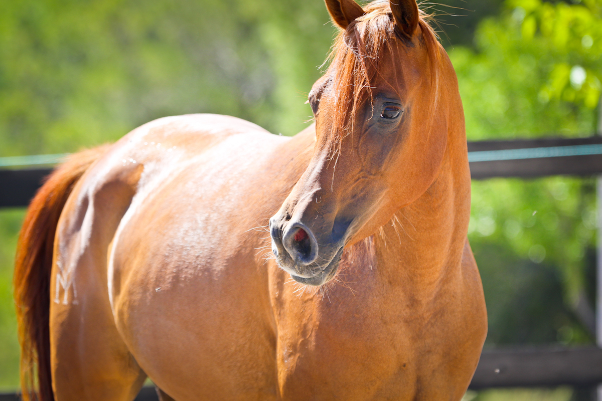Yegua insegura trabajando manejo pie a tierra con calma y paciencia