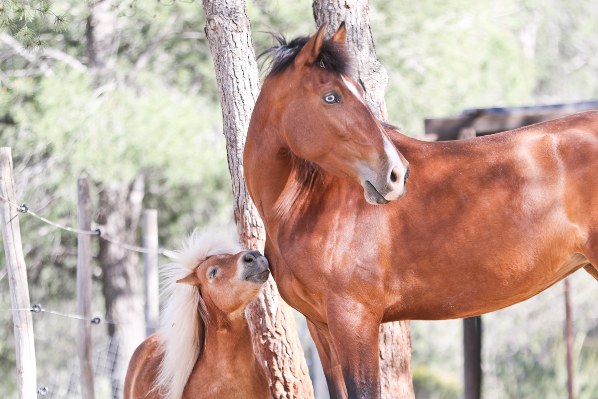 Vida ecuestre: experiencias, visión y coherencia