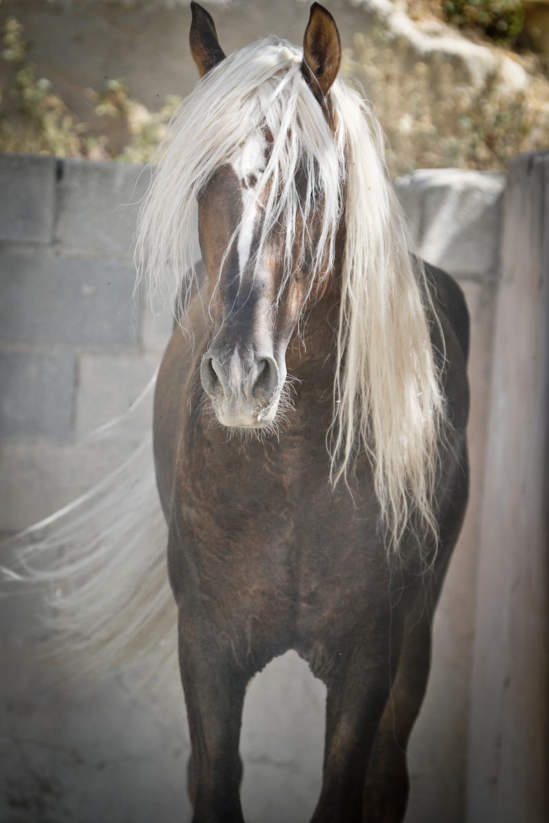 fotografía caballos para venta