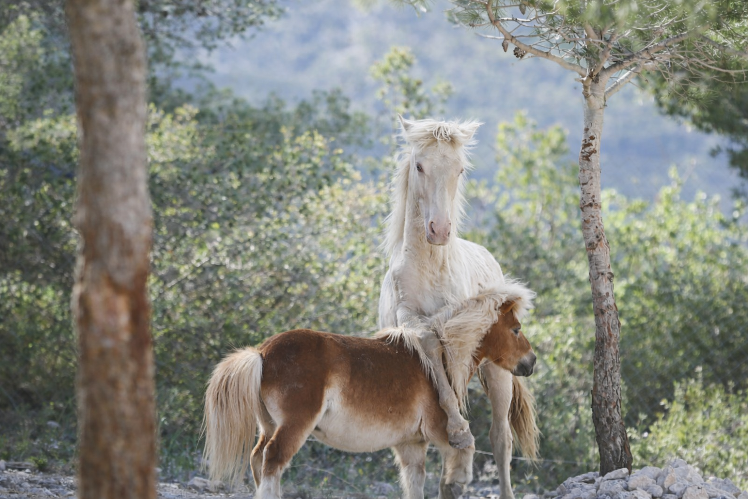 fotografía equina natural sin poses forzadas