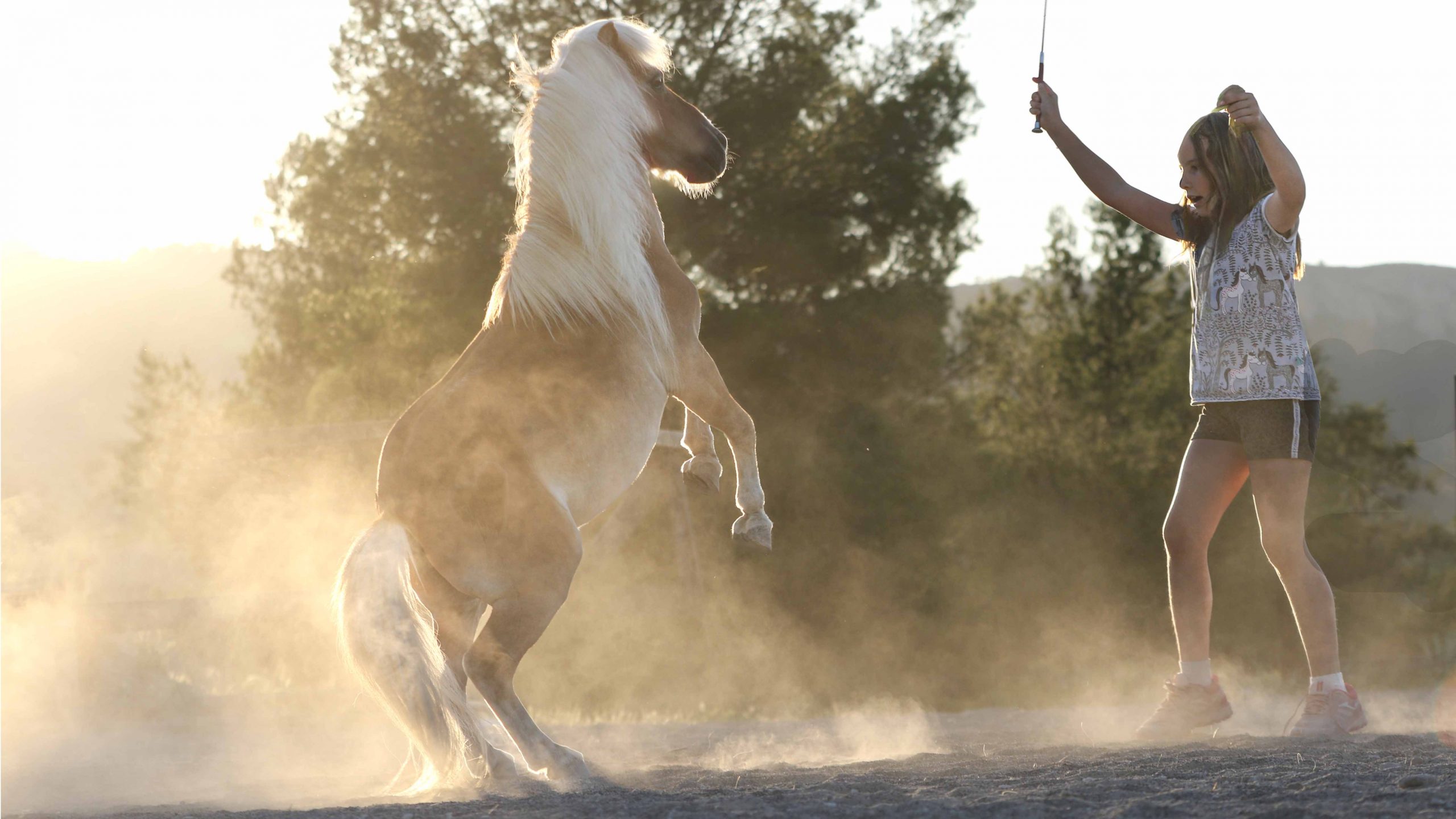 Horse in movement raising dust