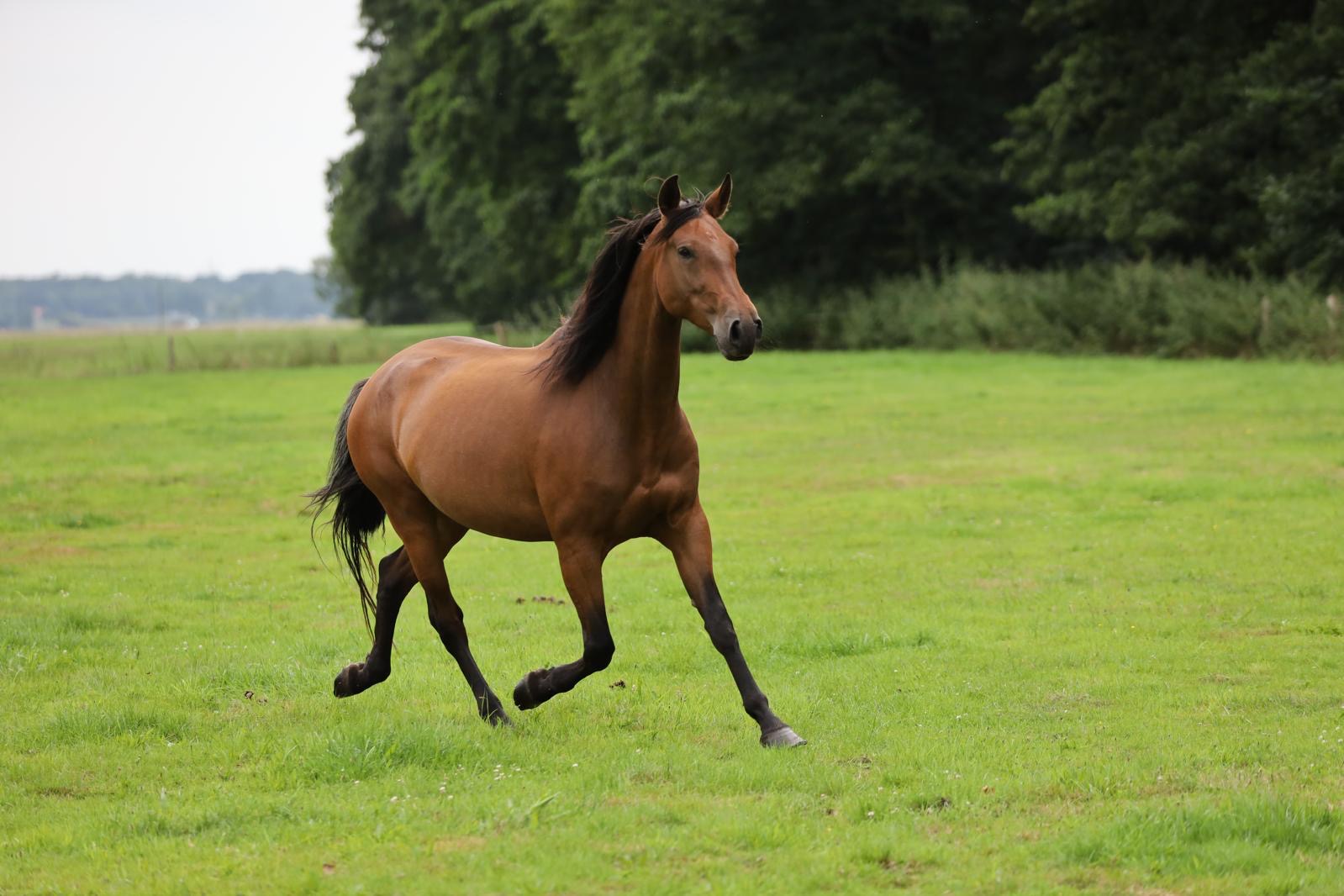 Retama del Parral · Bay PRE mare · 6 years old