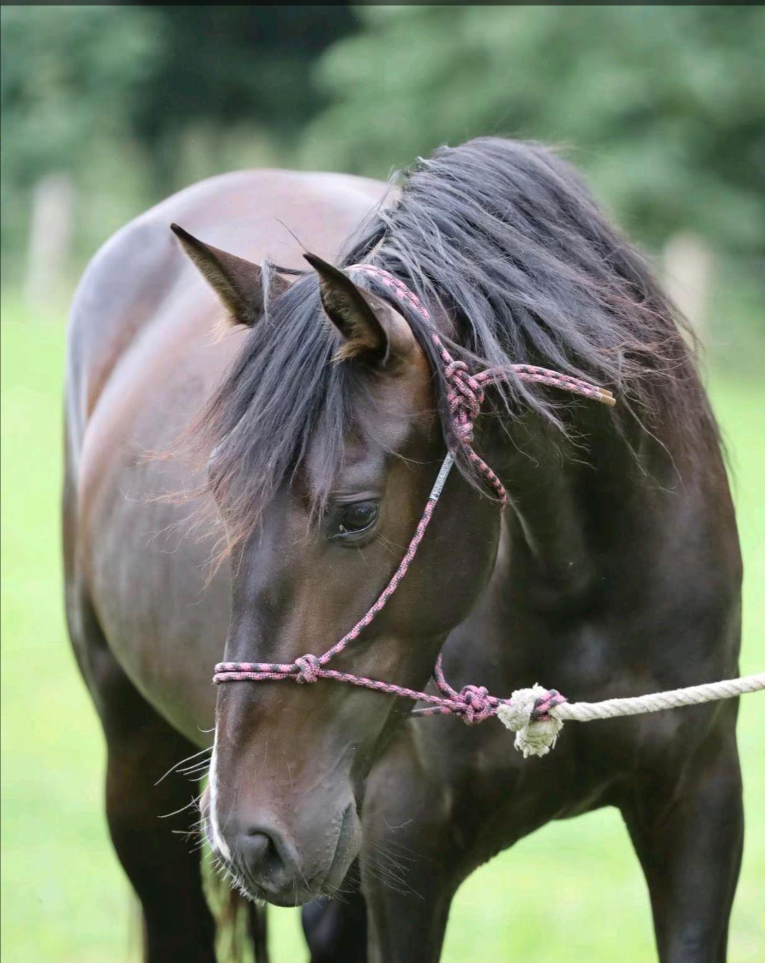 Azahara XLVI · Black PRE mare · 6 years old